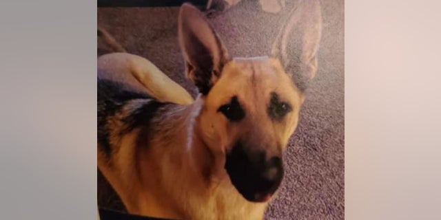 Jacob McCarty, 14, was reportedly found dead with his German Shepherd, Isabella, after he went missing last week, authorities told local media. 
