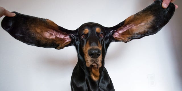 Lou’s ears are 13.38 inches long.