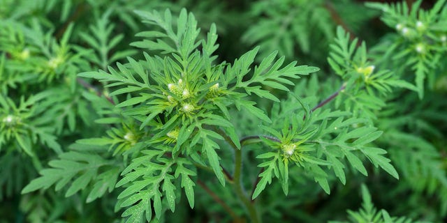 American common ragweed (Ambrosia artemisiifolia) causes allergies