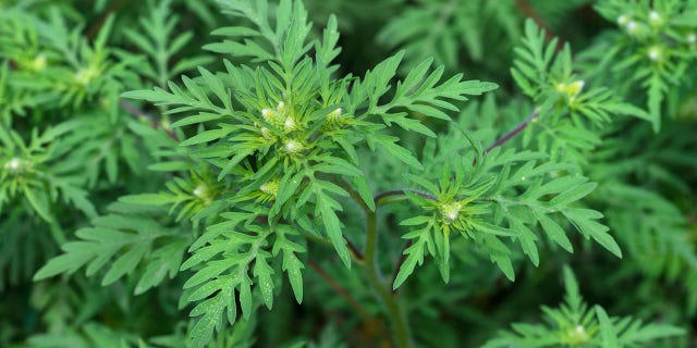 American common ragweed (Ambrosia artemisiifolia) causes allergies