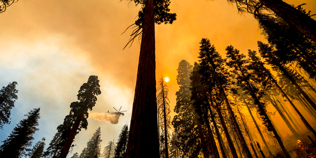 A helicopter drops water on the Windy Fire burning in the Trail of 100 Giants grove of Sequoia National Forest, Calif., on Sunday, Sept. 19, 2021.