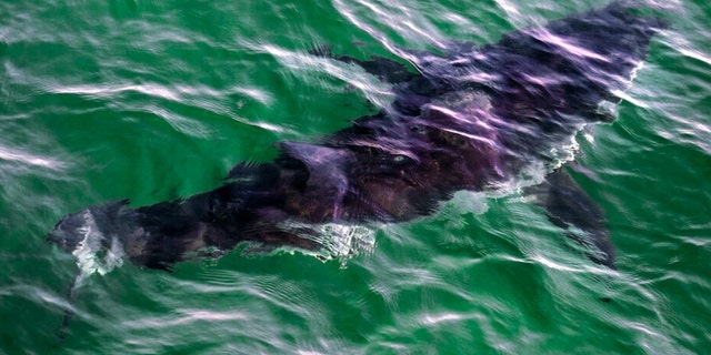 A great white shark swims past a boat on a shark watch with Dragonfly Sportfishing charters off the Massachusetts' coast of Cape Cod on Tuesday, Aug. 17, 2021. 