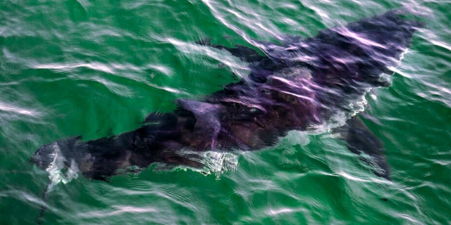 A great white shark swims past a boat on a shark watch with Dragonfly Sportfishing charters off the Massachusetts' coast of Cape Cod on Tuesday, Aug. 17, 2021.