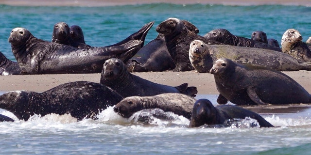 Seals, a food source for area great white sharks, bask in the sun and swim, near the sighting of a great white shark off the Massachusetts' coast of Cape Cod, on Tuesday, Aug. 17, 2021. 