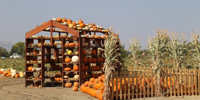 Studt's Pumpkin Patch & Corn Maze has a 12-acre pumpkin patch with 45+ pumpkin varieties to explore. 