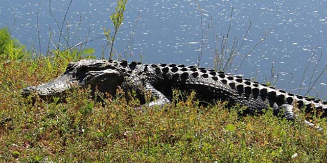 A photo of an alligator that was included in a tweet by the Town of Hilton Head Island Municipal Government on the attack. (Town of Hilton Head Island Municipal Government)