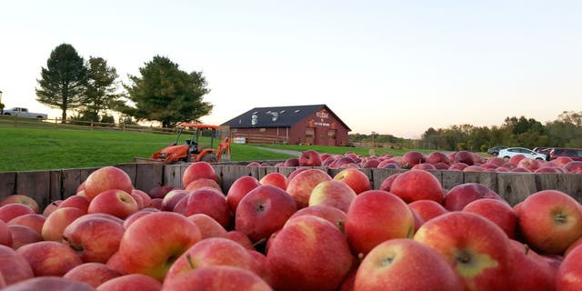 Apple picking at Twin Star Orchard is available from Labor Day until early November.