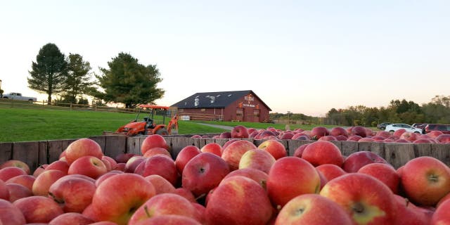 Apple picking at Twin Star Orchard is available from Labor Day until early November.