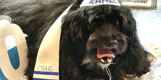 Rambo, 13, had a canine-friendly Bar Mitzvah on Sept. 5, 2021.