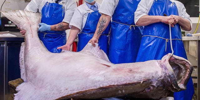 Though it is a huge halibut, it is still about 8 pounds lighter than the largest halibut caught off the Scottish coast. 