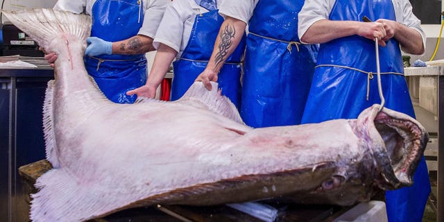 Though it is a huge halibut, it is still about 8 pounds lighter than the largest halibut caught off the Scottish coast.