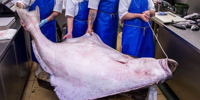Gary Huckle, Lyn Bruce, David Shand, and Zoltan Antal of Armstrong’s Fishmongers in Edinburgh, with the 287-pound halibut.