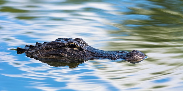 Florida man who lost arm in alligator attack behind a bar now in 'fair' condition, hospital confirms 4 American alligator