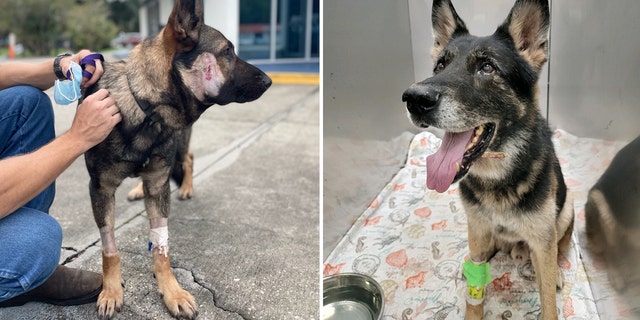 Volusia County K-9 Ax, en la foto a la izquierda, was shot in the side of his face just after midnight, while K-9 Endo, pictured right, was shot in the paw and chin almost two hours later during separate confrontations with the suspect.