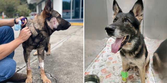 Volusia County K-9 Ax, pictured left, was shot in the side of his face just after midnight, while K-9 Endo, pictured right, was shot in the paw and chin almost two hours later during separate confrontations with the suspect.