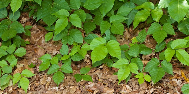 Poison Ivy plants growing on the ground