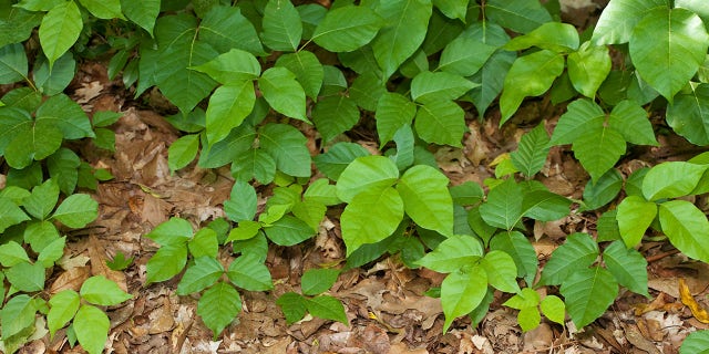 Poison Ivy plants growing on the ground