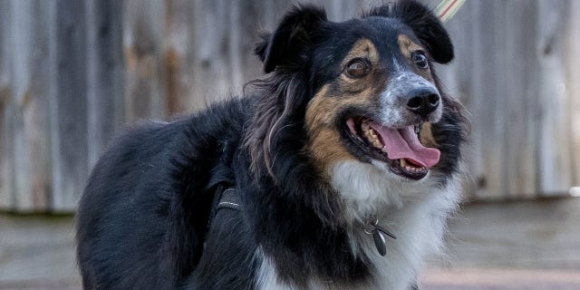 Jane Downes says that her Border Collie Dave didn’t seem to have any trouble seeing at all.