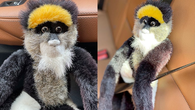 Toddler's stuffed monkey left behind on 9/11 has family searching 20 years later