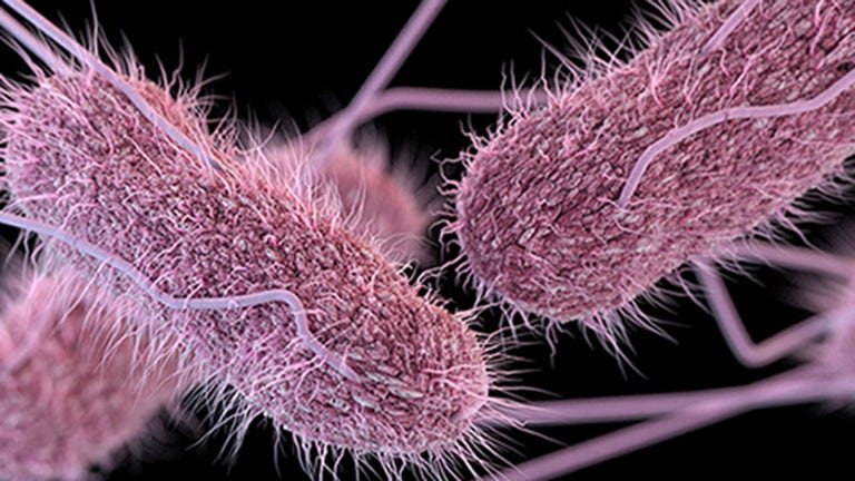 Salmonella outbreak from unknown source spreads to 29 states