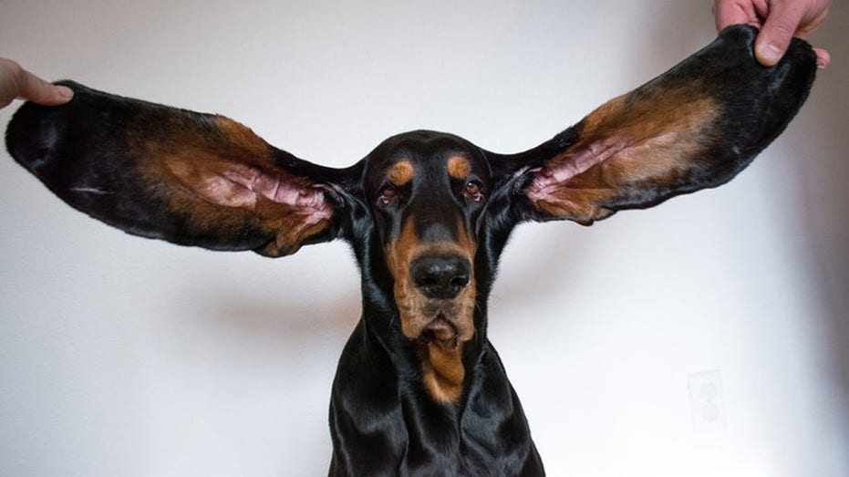 Dog earns Guinness World Record for longest ears | Fox News
