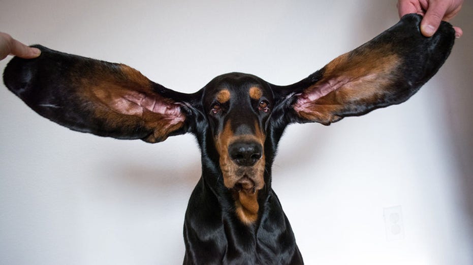 Dog earns Guinness World Record for longest ears | Fox News Dog earns Guinness World Record for longest ears | Fox News
