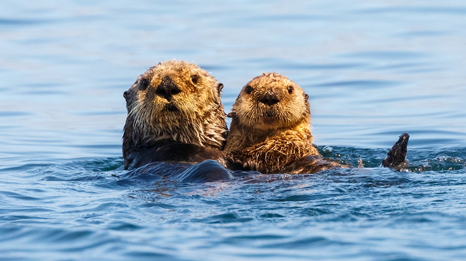 California swimmer says ‘aggressive’ otters bit him a dozen times: 'They wanted to kill me’