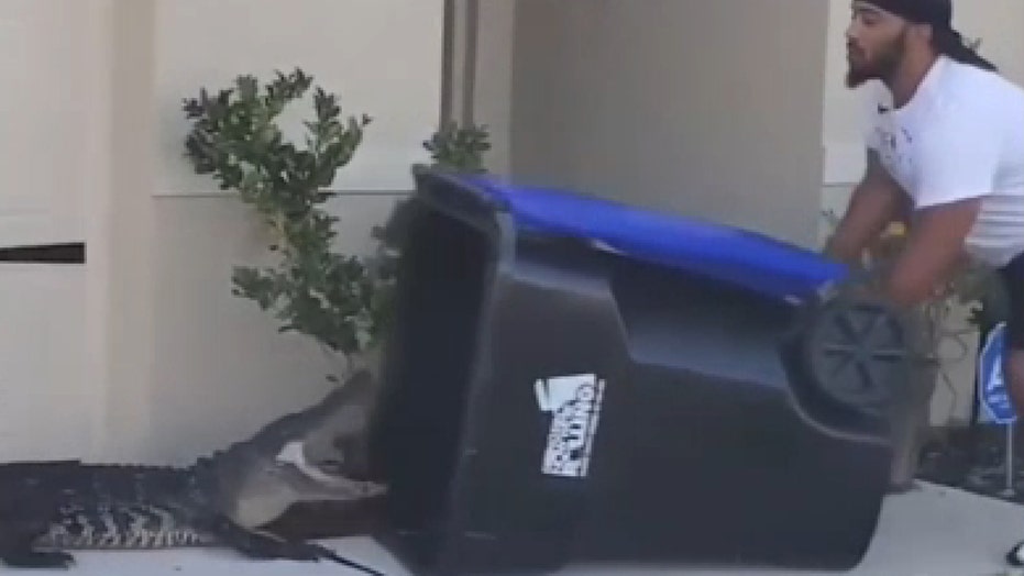 Florida man captures hissing alligator using trash bin in wild viral video