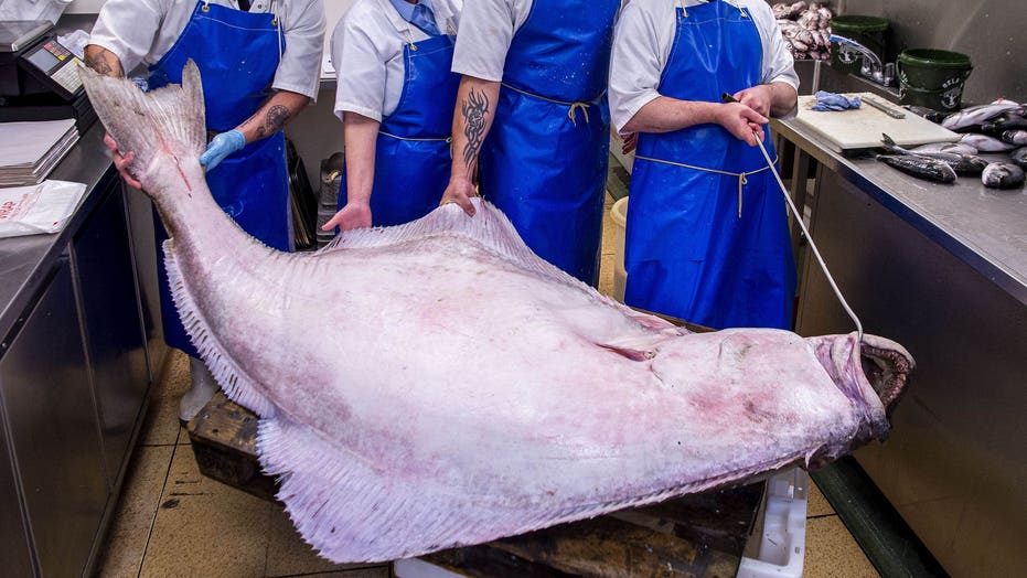 Massive halibut weighing 287 pounds sells for nearly $  1,400