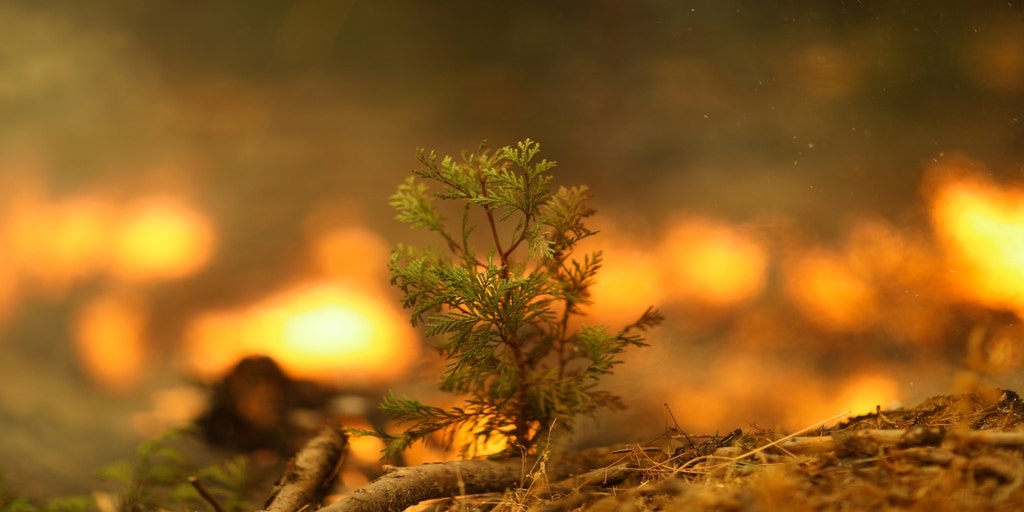 California wildfires: Hundreds of giant sequoias may have burned, reports say - Vimarsana News
