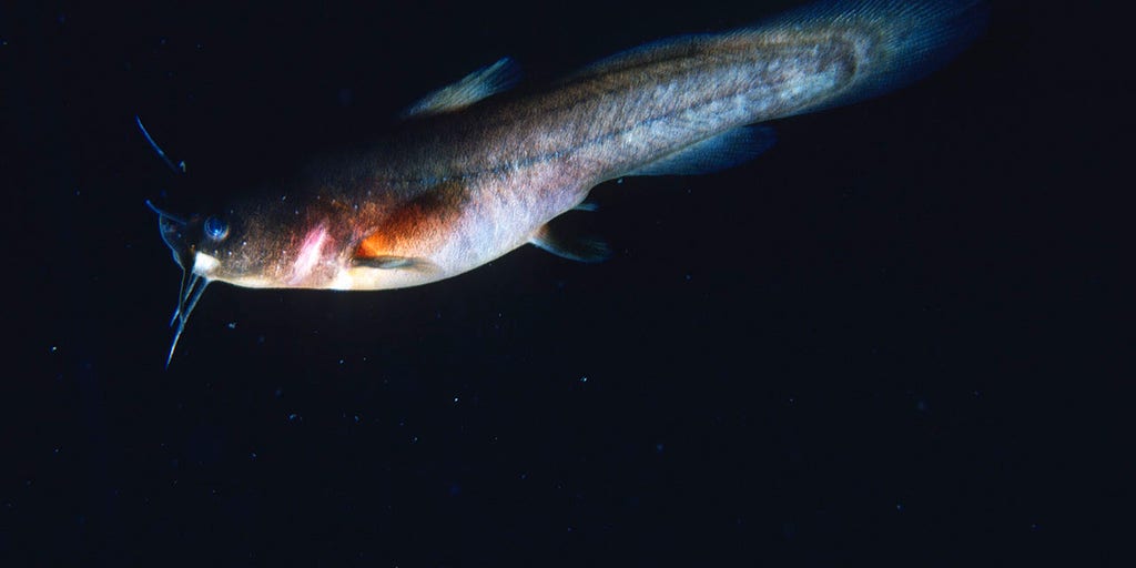 Rare fish, last spotted in Ohio creek in 1957, declared extinct - Vimarsana News