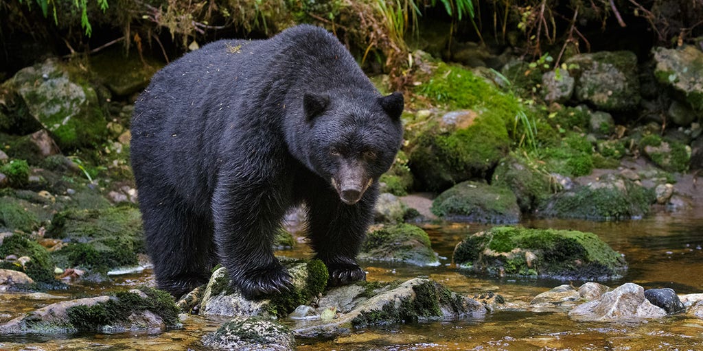 New York boy, 7, attacked by bear in Westchester County: officials - Vimarsana News