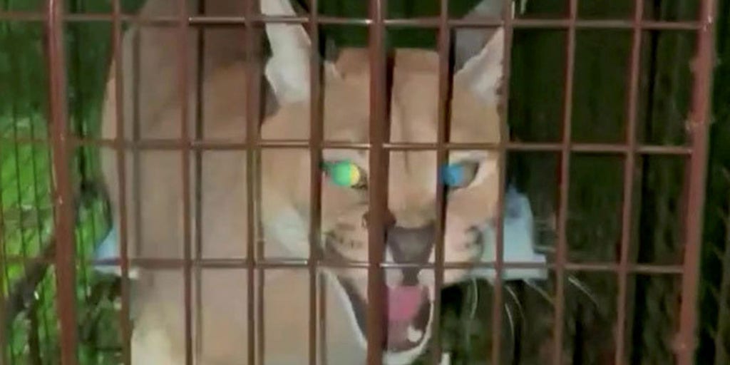 Large cat escapes cage in suburb near Detroit