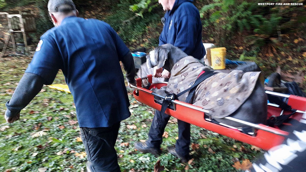 The dog was rescued by the Westport Fire and Rescue Squad. 
