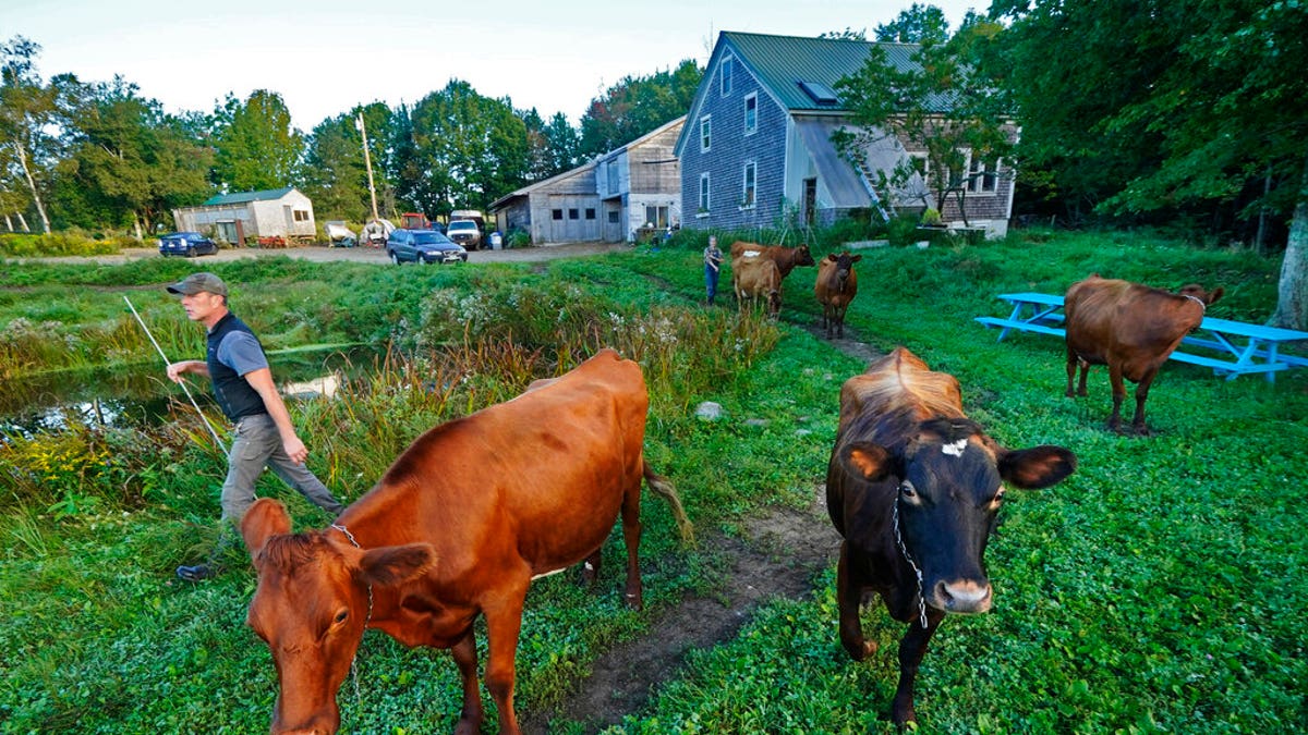 Phil Retberg leads his cows back to the pasture after the morning milking at his family's farm, Friday, Sept. 17, 2021, in Penobscot, Maine. The Retbergs are proponents of a "right to food" bill that they say would be "an antidote to corporate control of our food supply," and a chance for rural communities to become self sufficient when it comes to what food they grow and eat. (AP Photo/Robert F. Bukaty)