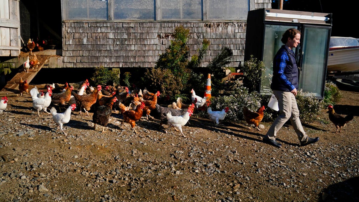 Chickens follow Heather Retberg at her family's farm, Friday, Sept. 17, 2021, in Penobscot, Maine. A ballot question in will give Maine voters a chance to decide on a first-in-the-nation "right to food amendment." (AP Photo/Robert F. Bukaty)