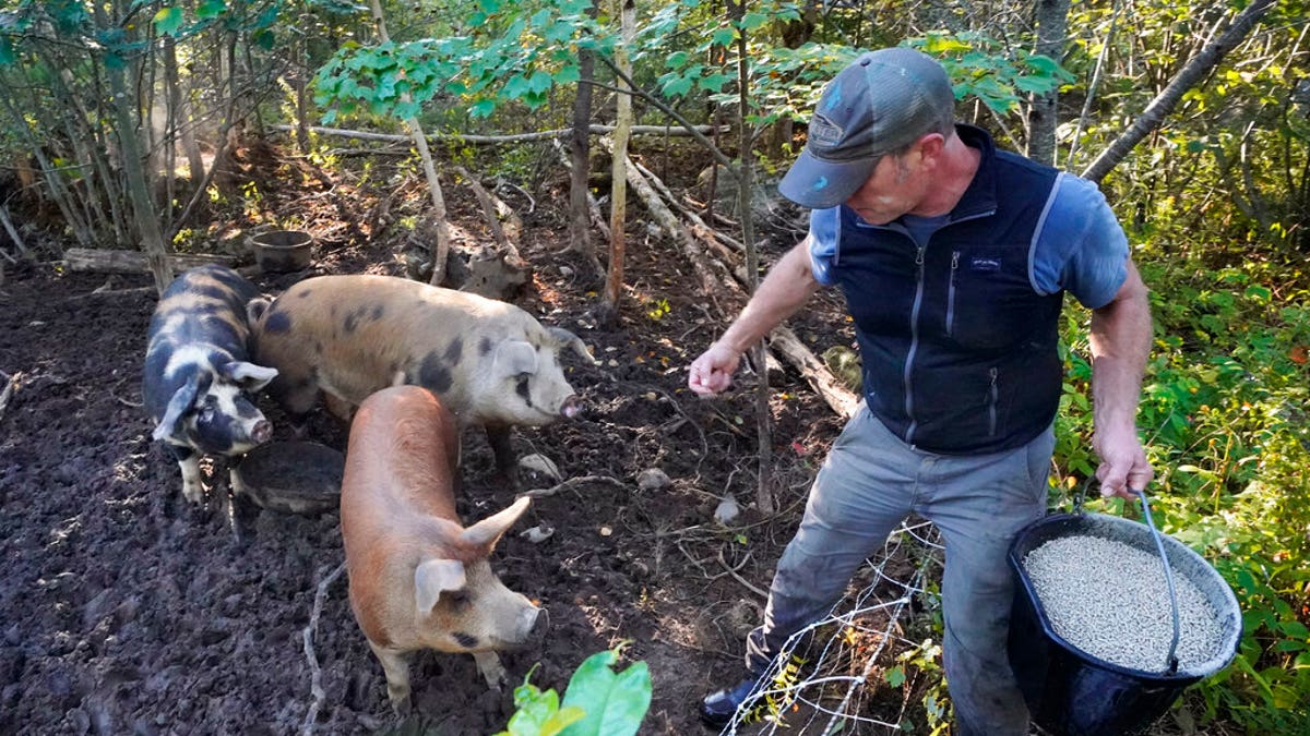 Phil Retberg feeds his hogs at the Quill's End Farm, Friday, Sept. 17, 2021, in Penobscot, Maine. A ballot question in will give Maine voters a chance to decide on a first-in-the-nation "right to food amendment." (AP Photo/Robert F. Bukaty)
