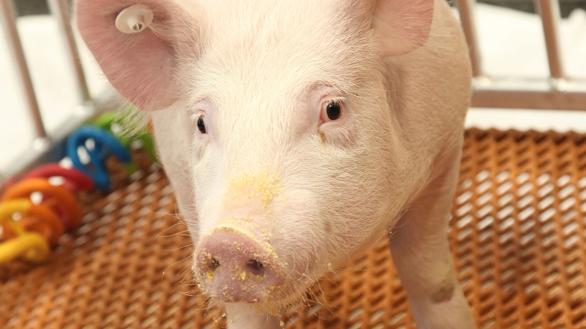 This undated photo provided by Revivicor in December 2020 shows a "GalSafe" pig which was genetically engineered to eliminate a sugar in pig cells, foreign to the human body, which causes immediate organ rejection. Scientists temporarily attached kidney from one of these pigs to a human body and watched it begin to work, a small step in the decades-long quest to one day use animal organs for life-saving transplants. (Revivicor via AP)