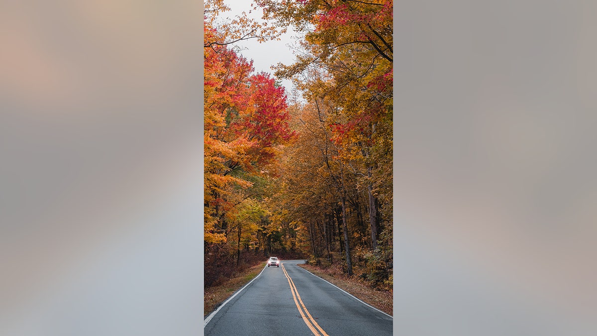 The best time to see fall foliage in South Carolina is mid-October through mid-November. ?(DiscoverSouthCarolina.com)
