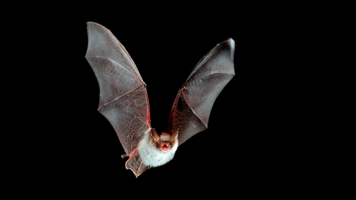 Natterer's bat in flight (Myotis nattereri) at night.
