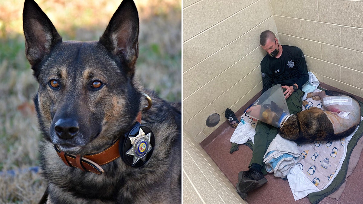 A South Carolina police K-9 that was shot multiple times during an eight-hour standoff with a barricaded suspect last week has been released from the veterinarian’s office after undergoing surgery.