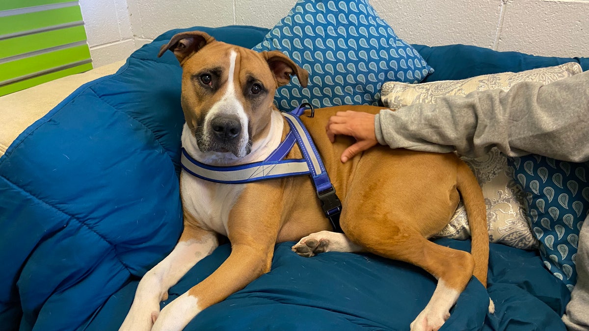 Noah's Animal House provides shelter to pets of domestic violence survivors while their family stays next door at a shelter for women and children. Baxter and his family have been there for four months. (Ashley Soriano/Fox News)
