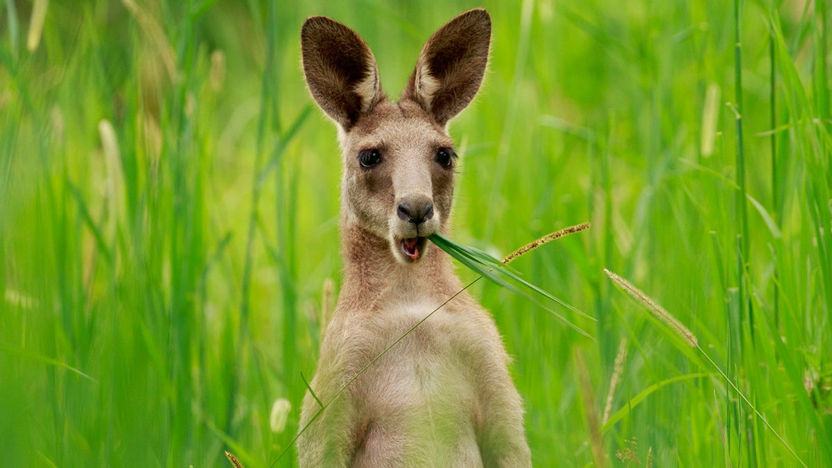 Eastern Grey Kangaroo eats grass