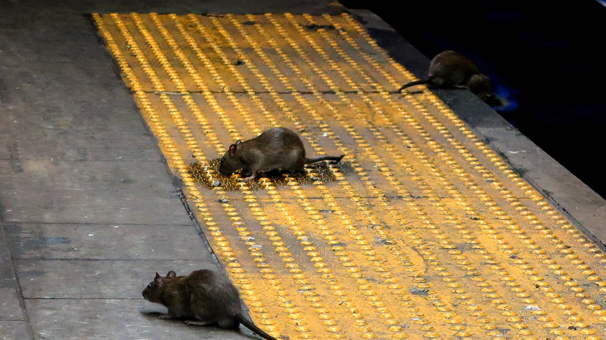 Three rats scavenge for food on the subway platform at Herald Square Sept. 3, 2017 in New York City.