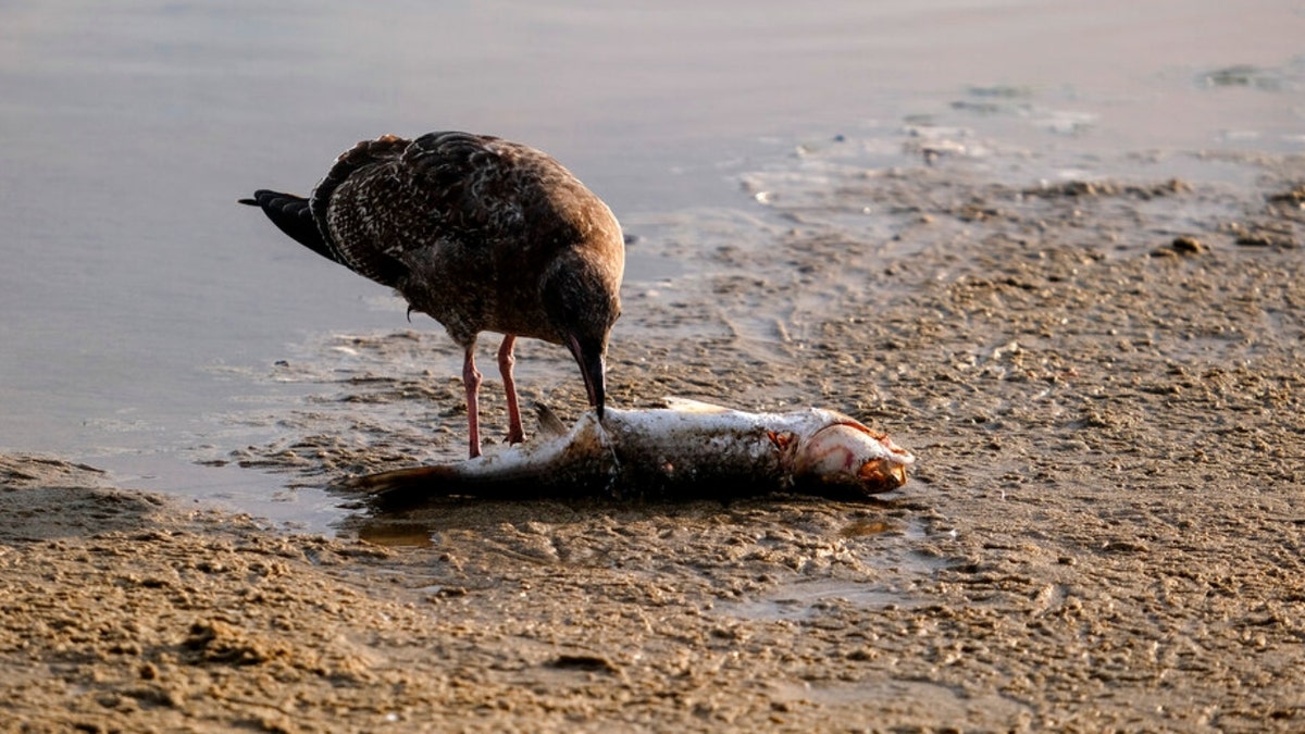 A seagull eats a dead fish after an oil spill in Huntington Beach, Calif., on Monday, Oct. 4, 2021.