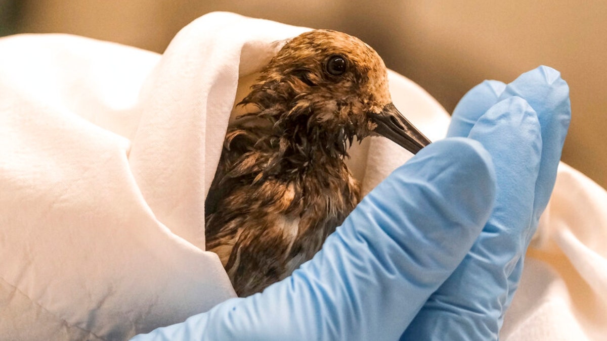 A staff of California Department Fish & Wildlife examines a contaminated Sanderling from the oil spill in Huntington Beach, Calif., on Monday, Oct. 4, 2021.