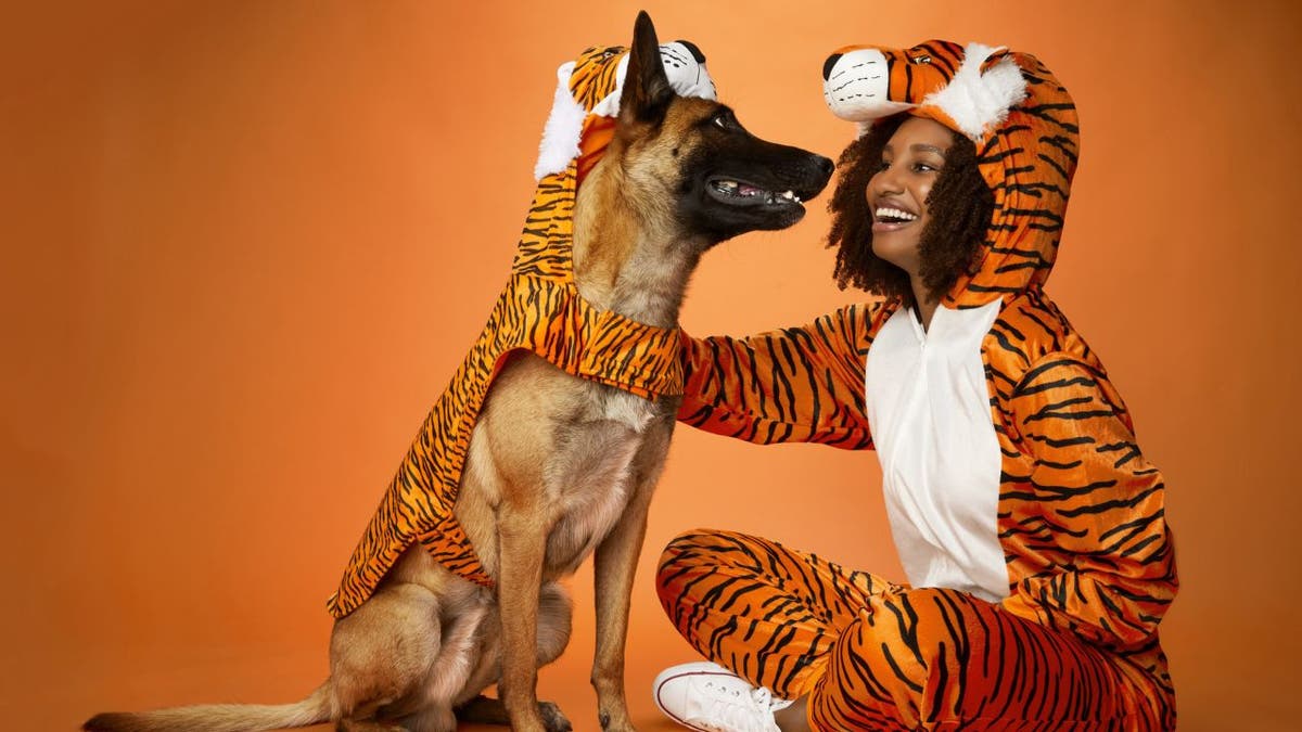 Dog dressed as tiger for Halloween