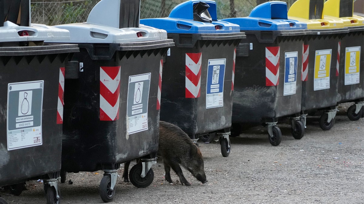 A wild boars strolling past trash bins in Rome on Sept. 24.