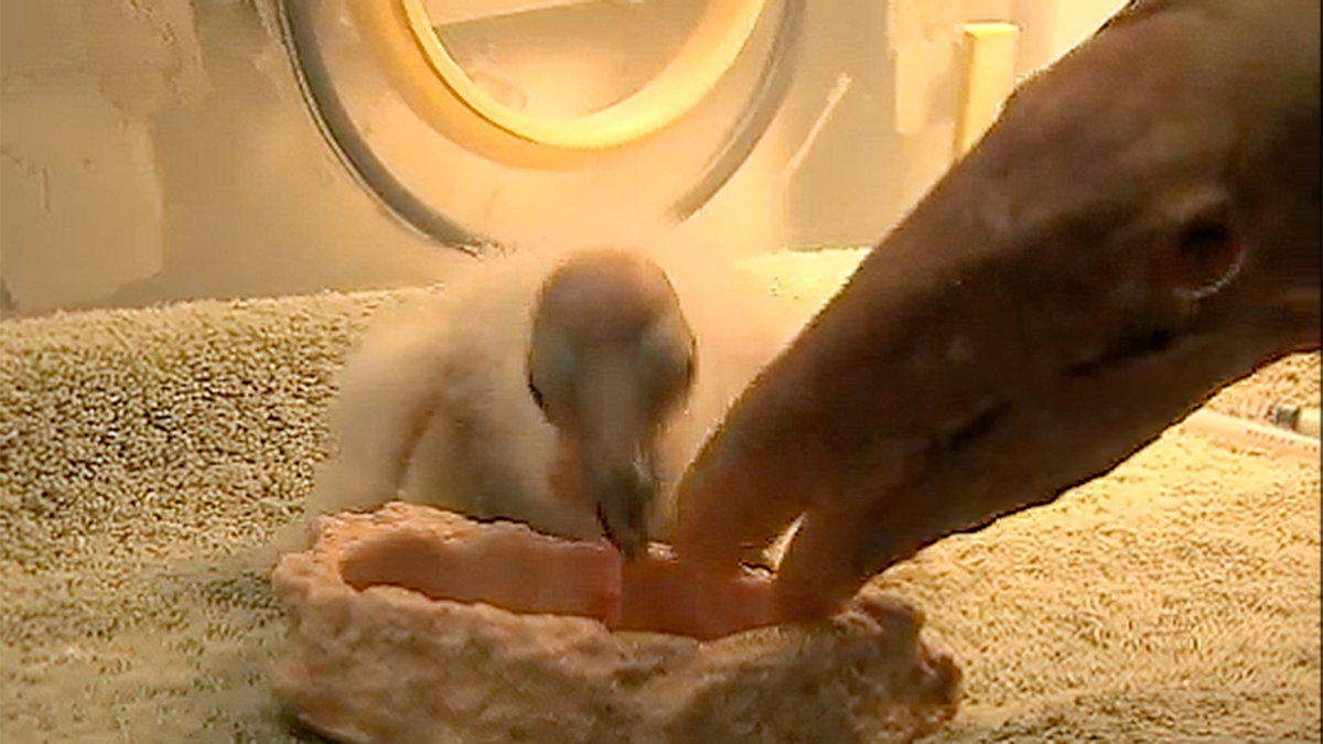 Scientists at the San Diego Zoo Wildlife Alliance discovered two California condor chicks have hatched from unfertilized eggs. This sort of asexual reproduction, known as parthenogenesis, is a first for the species and provides new hope for their recovery.