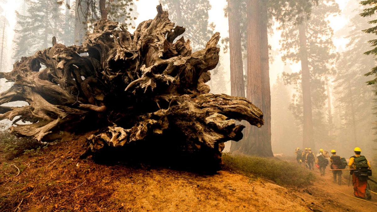 Firefighters battle the Windy Fire on Sept. 19, 2021, as it burns in the Trail of 100 Giants grove of Sequoia National Forest, California. More than 2,000 firefighters were on the lines of the Windy Fire burning on the Tule River Indian Reservation and in Sequoia National Forest, including Giant Sequoia National Monument.